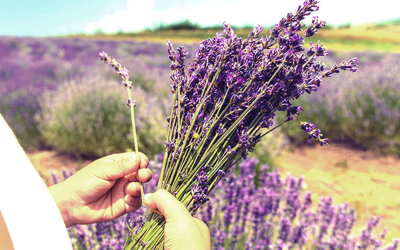 lavanda