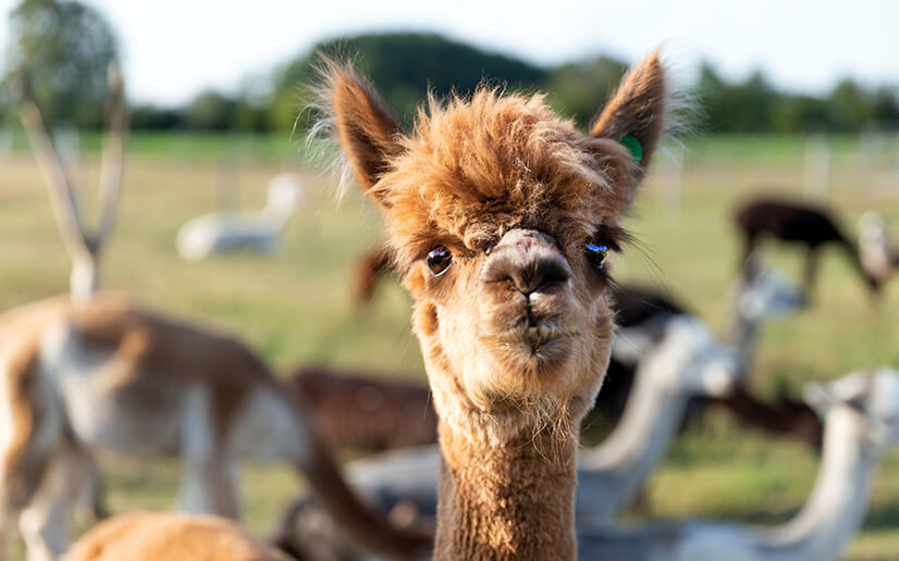 alpaca