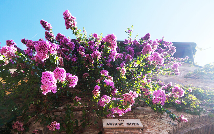 Buganville nel centro storico di Sirmione