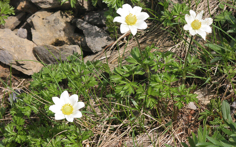 Anemone Baldensis